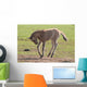 Foal Wall Mural