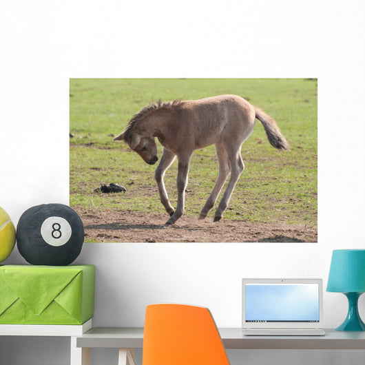Foal Wall Mural