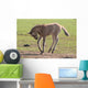 Foal Wall Mural
