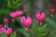 Bleeding Heart Flower Wall Mural