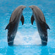 Dolphin Twins Wall Decal