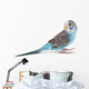 Blue Budgie Wall Decal