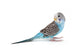 Blue Budgie Wall Decal