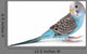 Blue Budgie Wall Decal