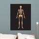 Human Body Wall Mural