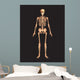 Human Body Wall Mural