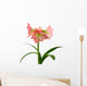 Blooming Amaryllis