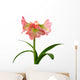 Blooming Amaryllis
