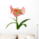 Blooming Amaryllis