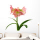 Blooming Amaryllis
