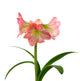 Blooming Amaryllis