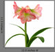 Blooming Amaryllis