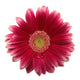 Gerbera White Wall Decal