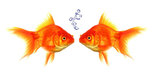 Goldfish Wall Mural