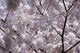 Cherry Blossom Wall Mural