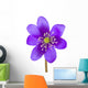 Hepatica Flower