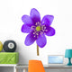 Hepatica Flower