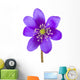 Hepatica Flower
