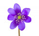 Hepatica Flower