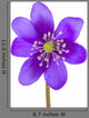 Hepatica Flower