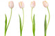 Tulip Collection Wall Decal