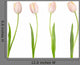 Tulip Collection Wall Decal