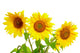 Three Sunflowers Wall Decal
