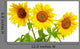 Three Sunflowers Wall Decal