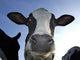 Cow Wall Mural