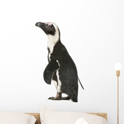 African Penguin Wall Decal shown on a wall