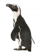 African Penguin Wall Decal