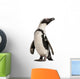 African Penguin Spheniscus Demersus 10 Years Old Wall Decal