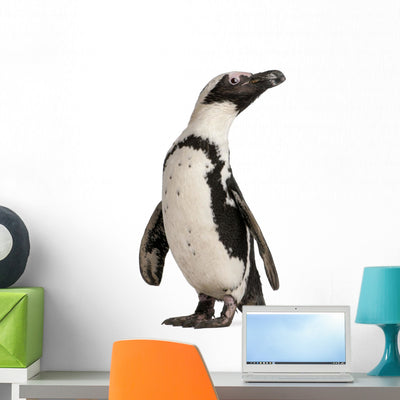 African Penguin Spheniscus Demersus Wall Decal shown on a wall