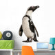 African Penguin Spheniscus Demersus 10 Years Old Wall Decal