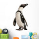 African Penguin Spheniscus Demersus 10 Years Old Wall Decal
