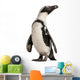 African Penguin Spheniscus Demersus 10 Years Old Wall Decal