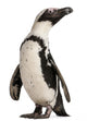 African Penguin Spheniscus Demersus 10 Years Old Wall Decal