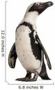 African Penguin Spheniscus Demersus 10 Years Old Wall Decal