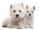 Two West Highland Terrier Wall Decal