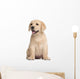 Labrador puppy, 7 weeks old, in front of white background Wall Decal