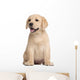 Labrador puppy, 7 weeks old, in front of white background Wall Decal