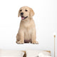 Labrador puppy, 7 weeks old, in front of white background Wall Decal