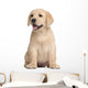 Labrador puppy, 7 weeks old, in front of white background Wall Decal
