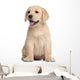 Labrador puppy, 7 weeks old, in front of white background Wall Decal