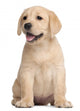 Labrador puppy, 7 weeks old, in front of white background Wall Decal