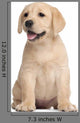 Labrador puppy, 7 weeks old, in front of white background Wall Decal