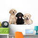 Three Labrador Puppies 7