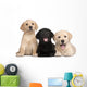 Three Labrador Puppies 7