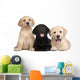 Three Labrador Puppies 7
