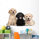 Three Labrador Puppies 7